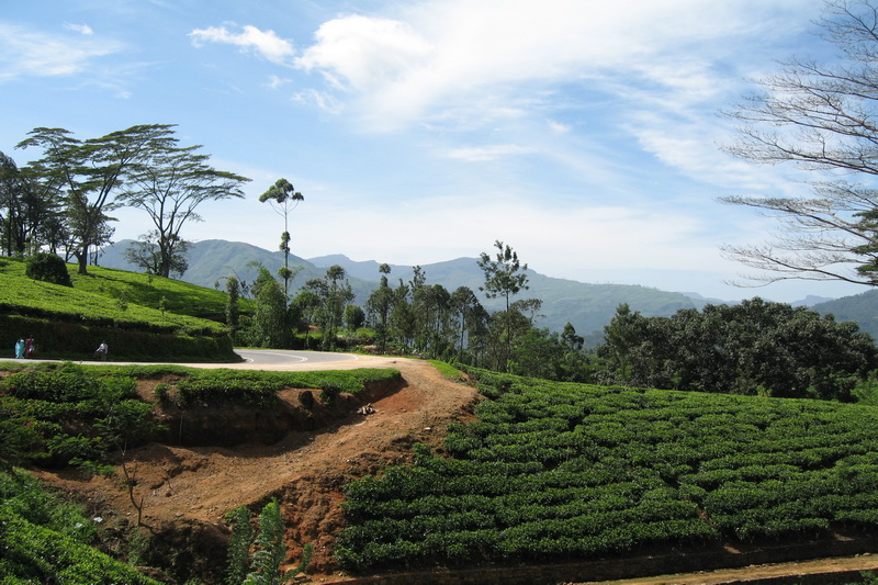 Sri Lanka, Tea plantations